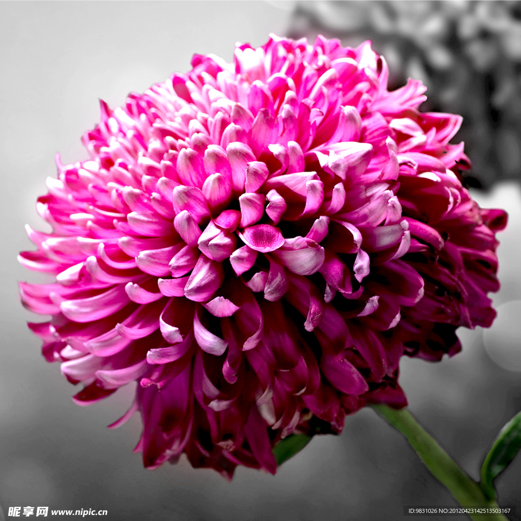 菊花