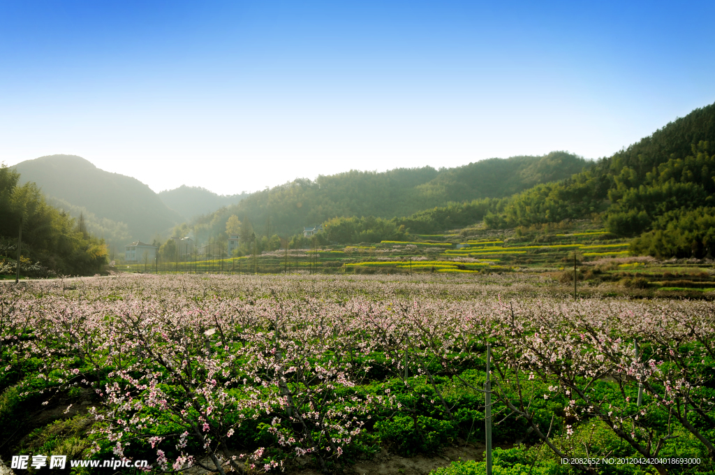 半山桃花节