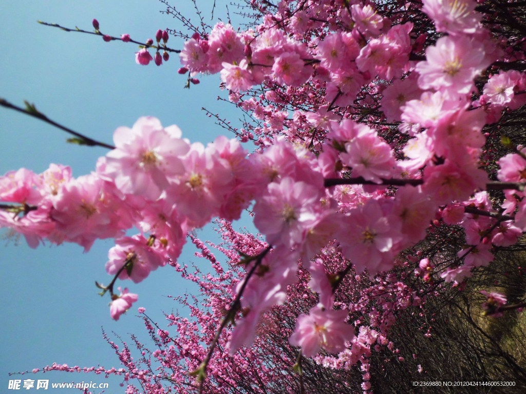 桃花 枝条