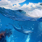 海豚