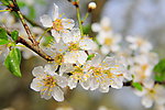 梨花