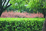 绿树