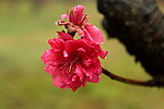 春色桃花