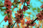 粉色花枝