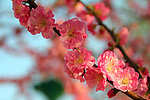 红色花朵