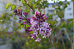 丁香花