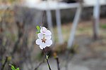 漂亮花