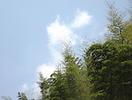 蓝天绿树