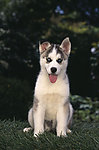 哈士奇犬 小狗