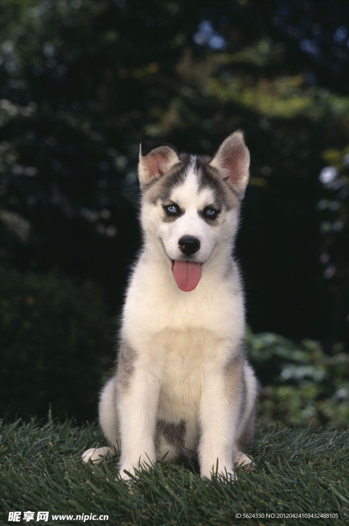 哈士奇犬 小狗