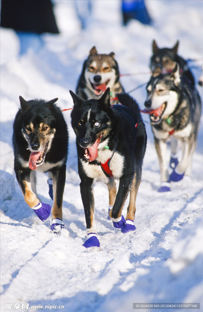 雪橇犬