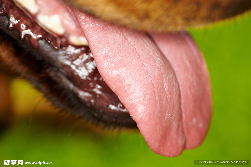狗舌头