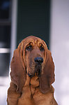 猎犬