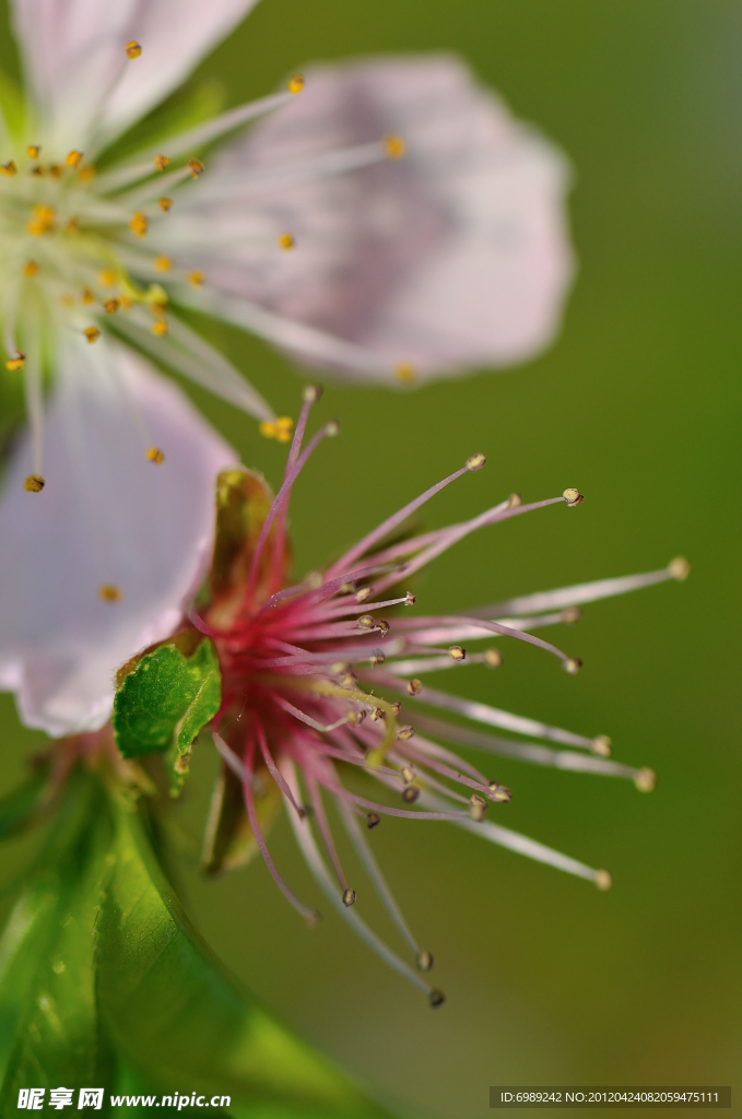 花蕊 花瓣