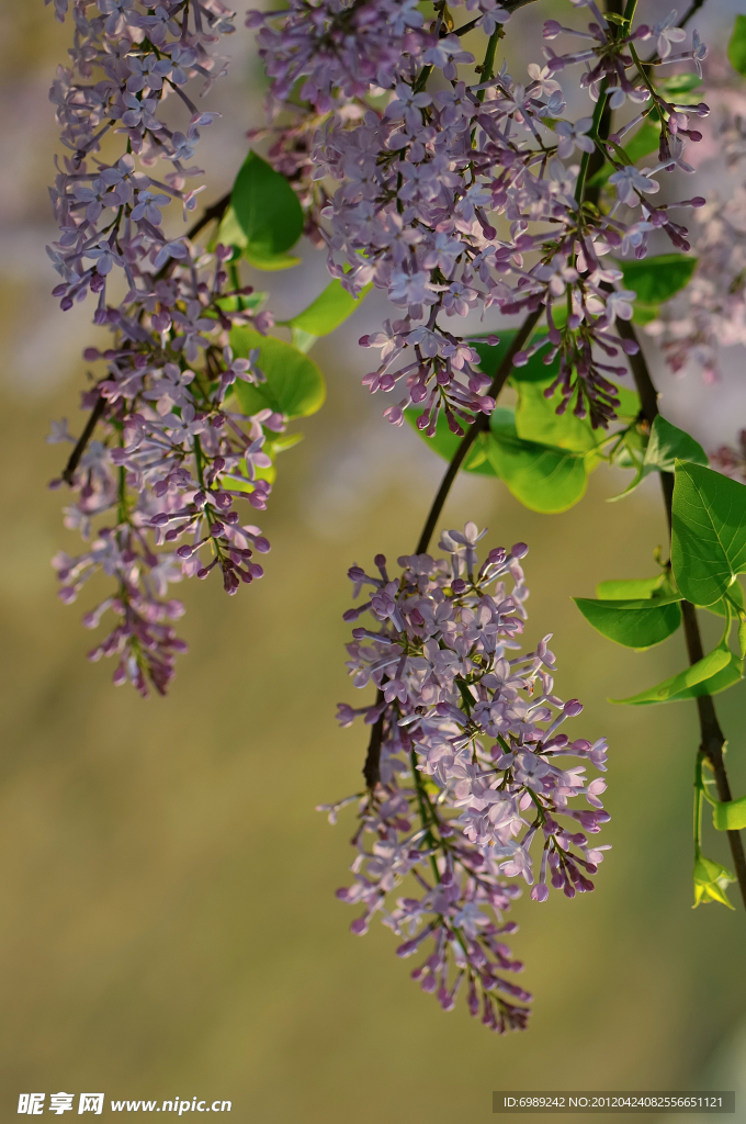 丁香花