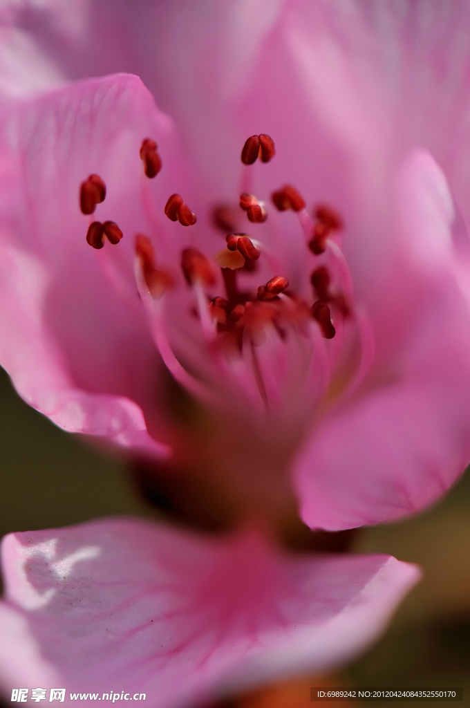 桃花 花芯