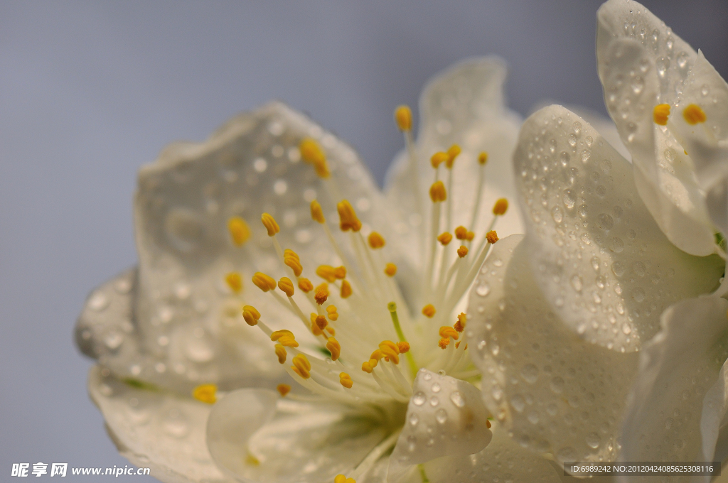 花芯