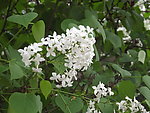 丁香花