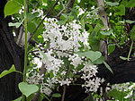 丁香花