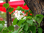 丁香花