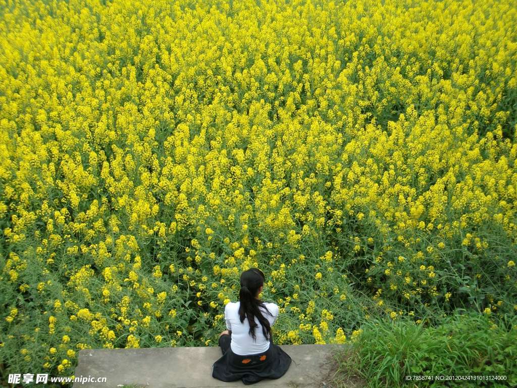 油菜花