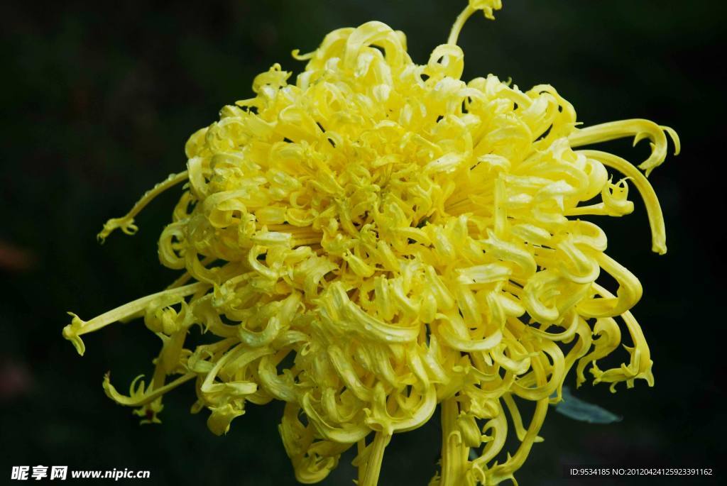 菊花