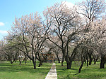 公园小路