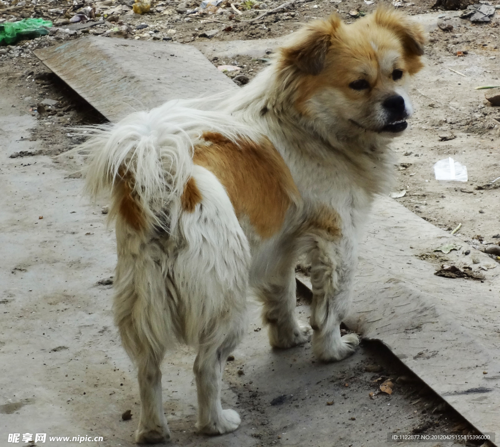 家犬