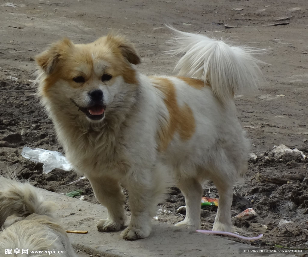 家犬