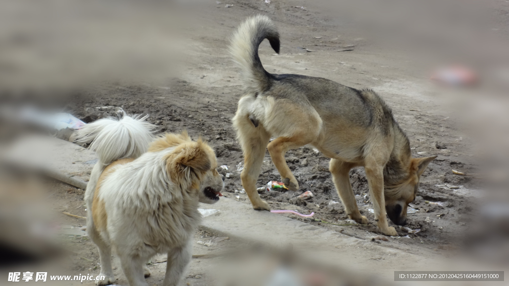 家犬