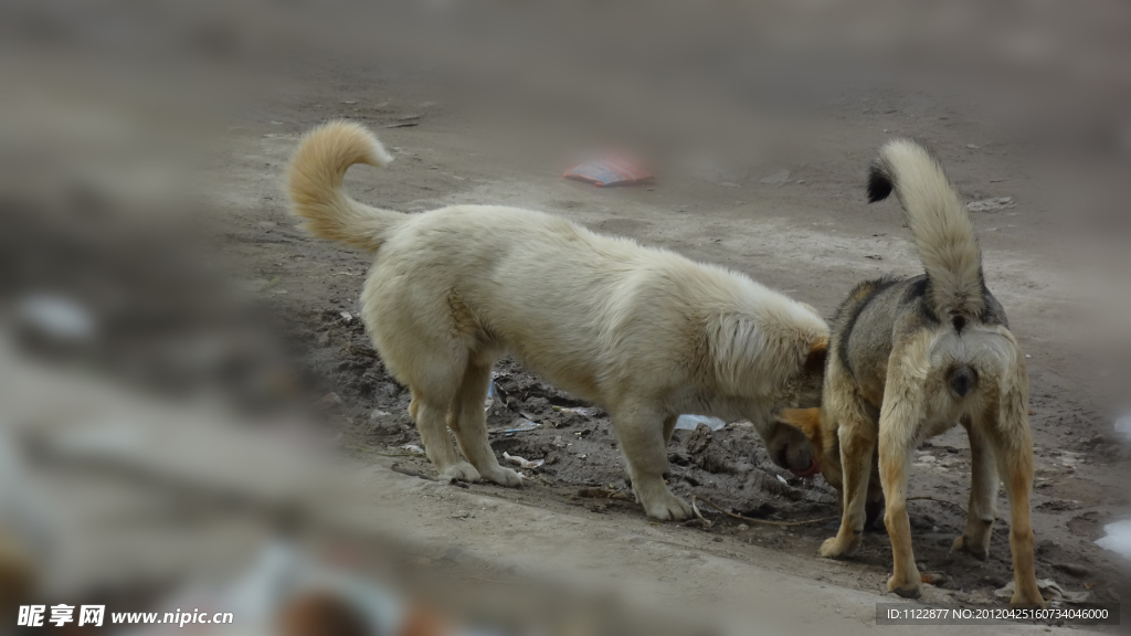 家犬