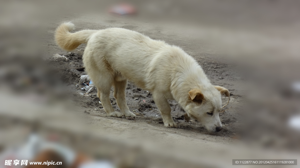 家犬