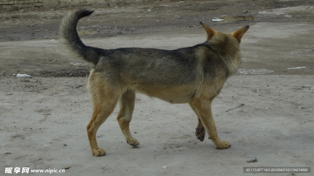 家犬