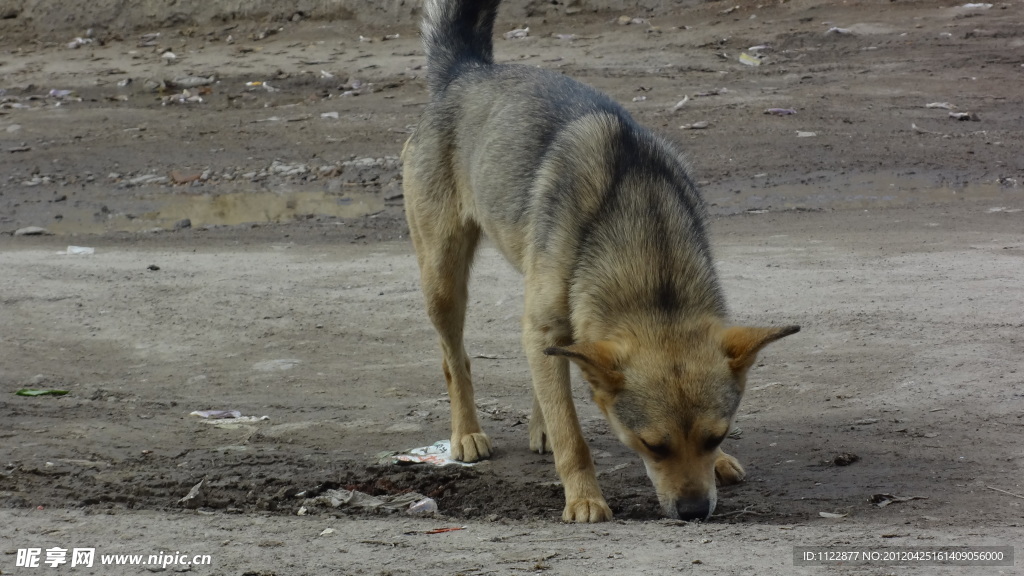 家犬