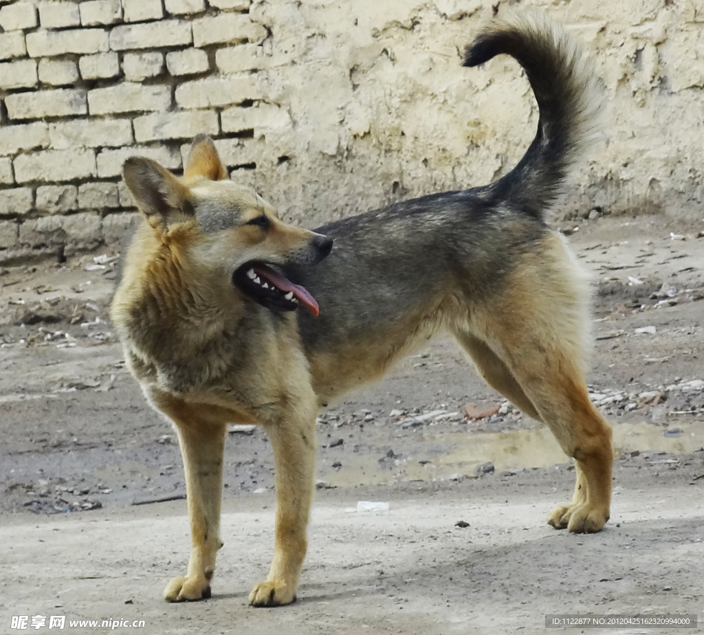 家犬