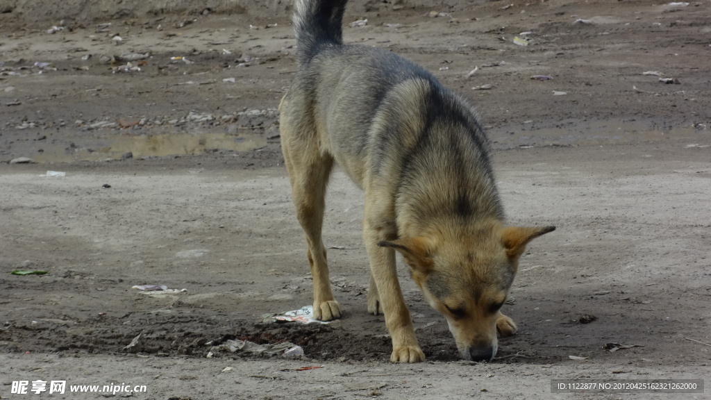家犬