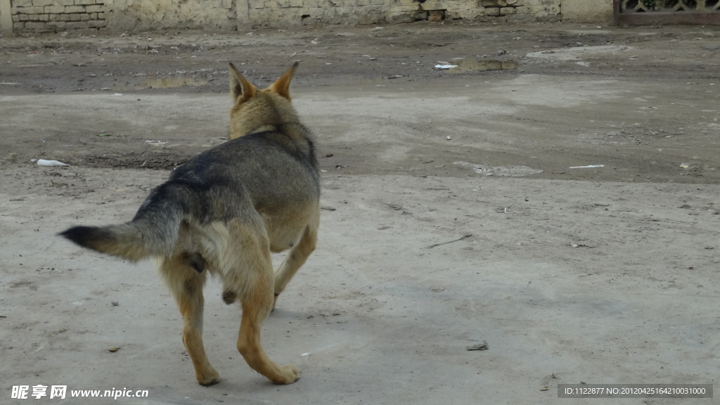 家犬