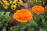 花卉金盏菊