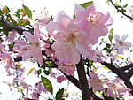 桃花朵朵开