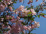 桃花朵朵开