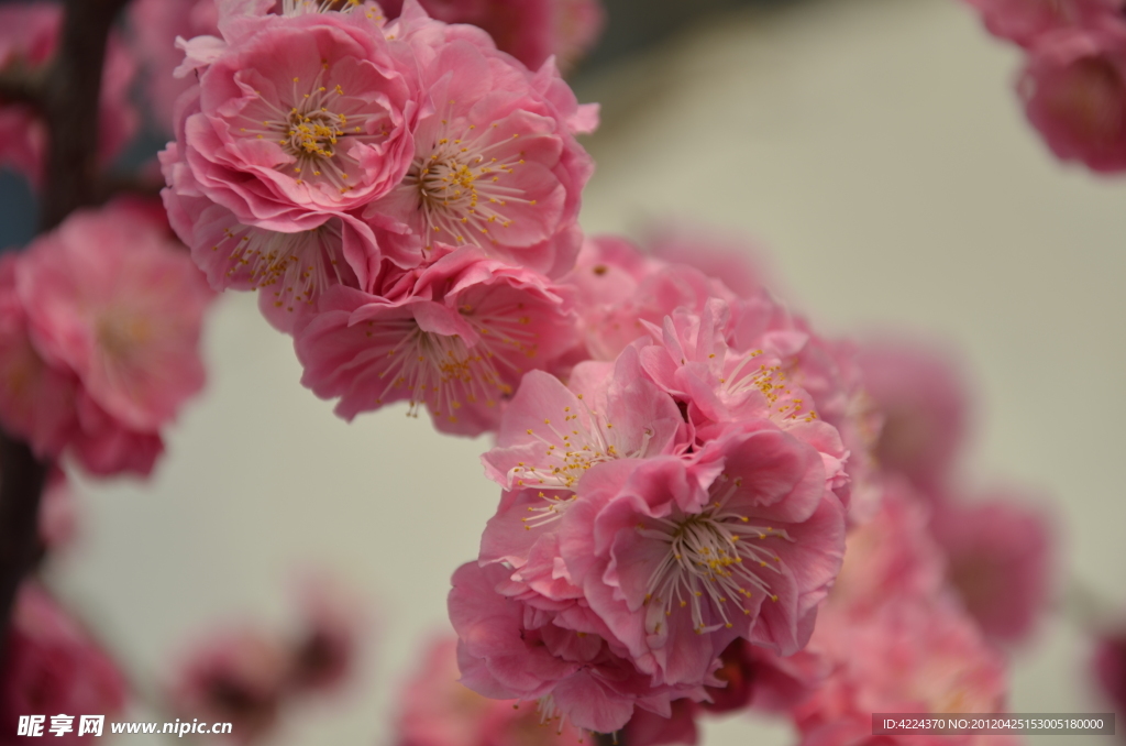 梅花
