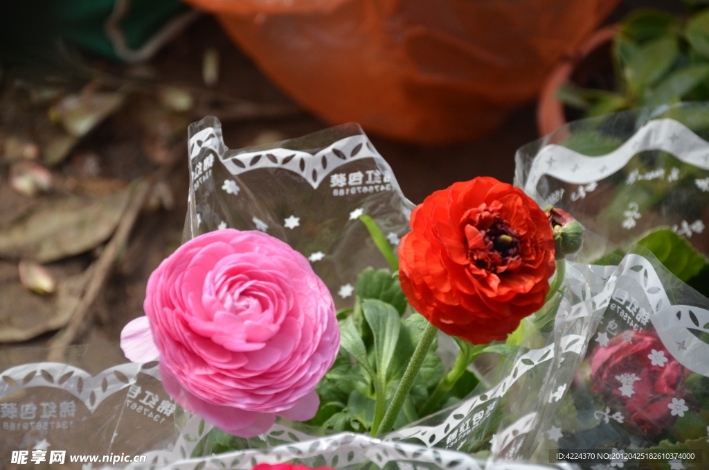 芹菜花