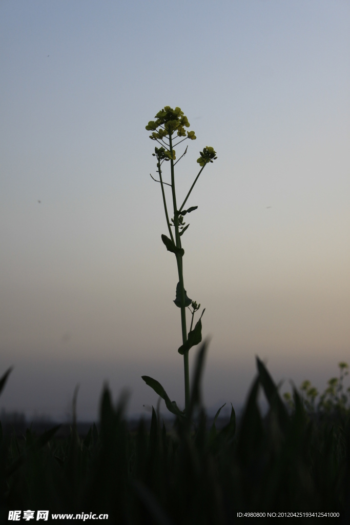 油菜花