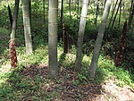 竹子