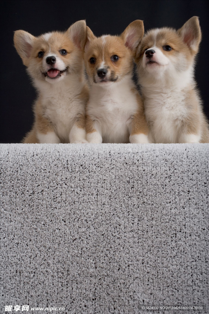 三个 小狗