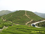 茶园风光