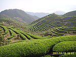 茶园风光