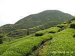 茶园风光