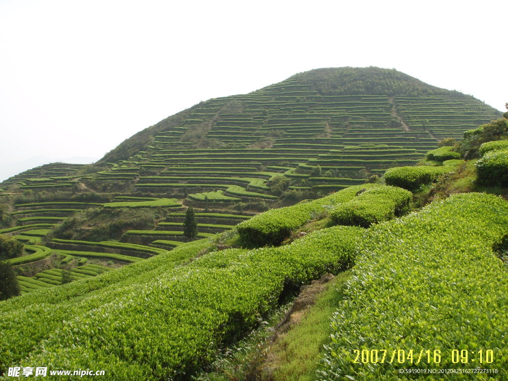 茶园风光