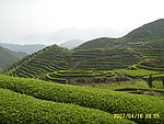 茶园风光